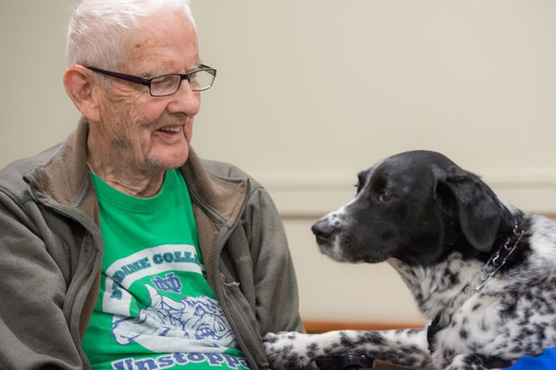 A senior adult man in a Notre Dame shirt interacts with a spotted dog