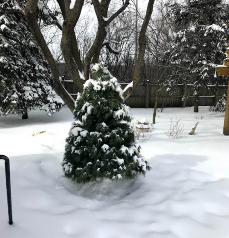 A small pine tree stands in the center of a snow-covered backyard